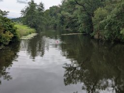 Mainschwimmen Juni 2026